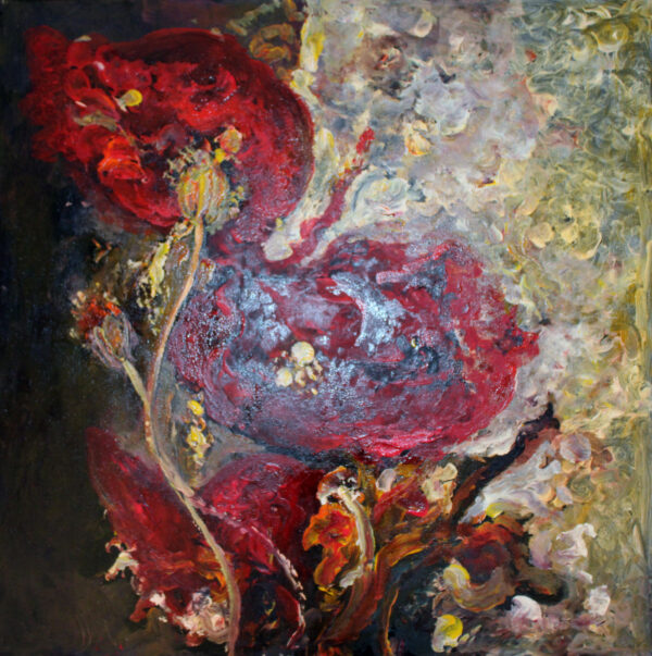 maci-in-lumina-stinsa